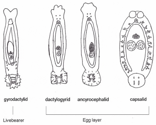 paraziták a gyrodactylus et dactylogyrus ellen