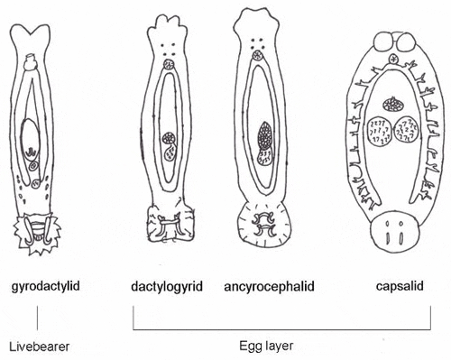 paraziták a gyrodactylus et dactylogyrus ellen)