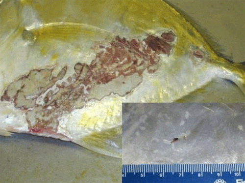 platyhelminth monogenezis intraductalis papilloma kor
