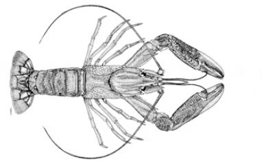 Black and white sketch of a crayfish