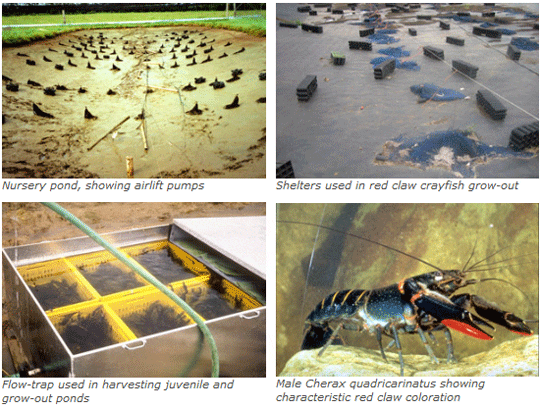 Four photos showing the culture process for crayfish