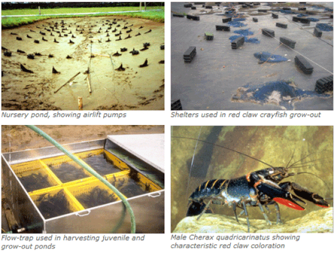 Four photos showing the culture process for crayfish