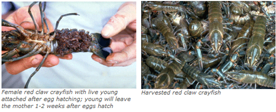 Two photos showing female crayfish carrying eggs