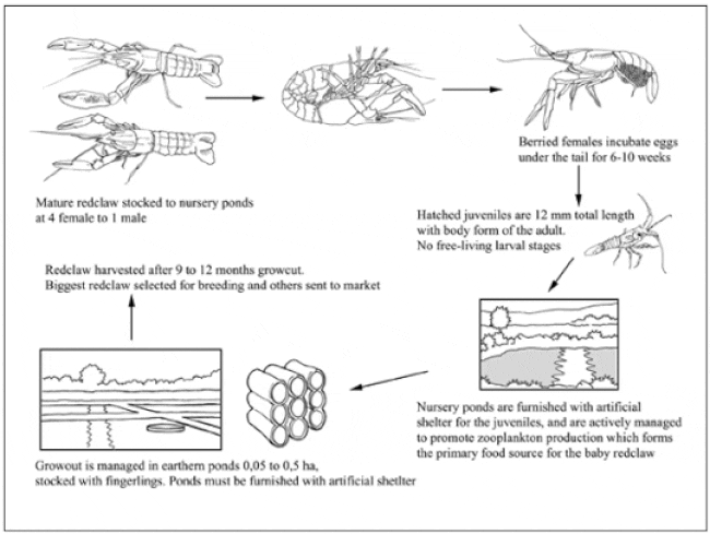 Black and white sketch showing the production cycle of crayfish