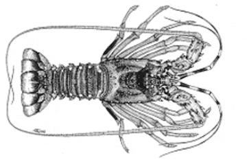 How to Farm Scalloped Spiny Lobster