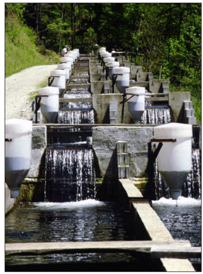 Raceway aquaculture system with a demand feeder
