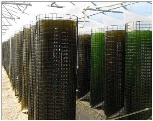 Phytoplankton Culture for Aquaculture Feed | The Fish Site