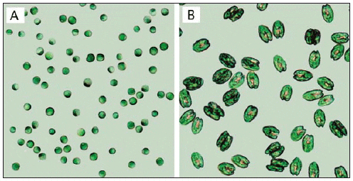 freshwater phytoplankton