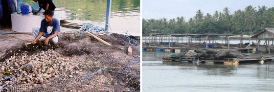 Better Management Practices for Grouper Culture in Indonesia