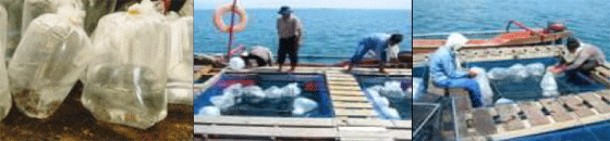 12-8-14Fish6.gif