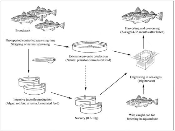 feeding names cod