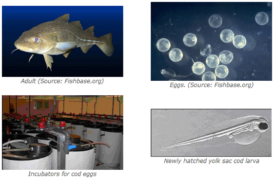 How to Farm Atlantic Cod