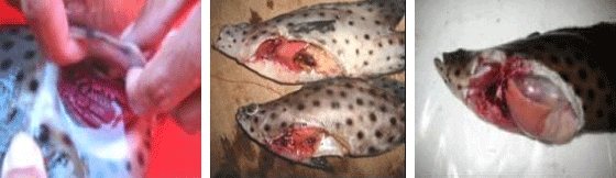 12-8-14Fish9.gif