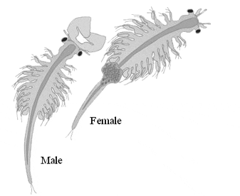 My experience in raising up brine shrimps in NUMBERS