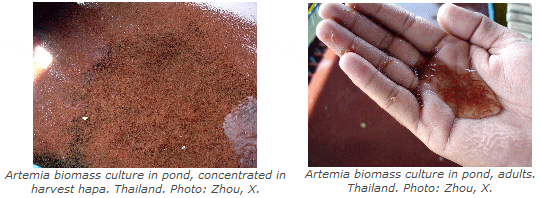 Introduction to Artemia Culture