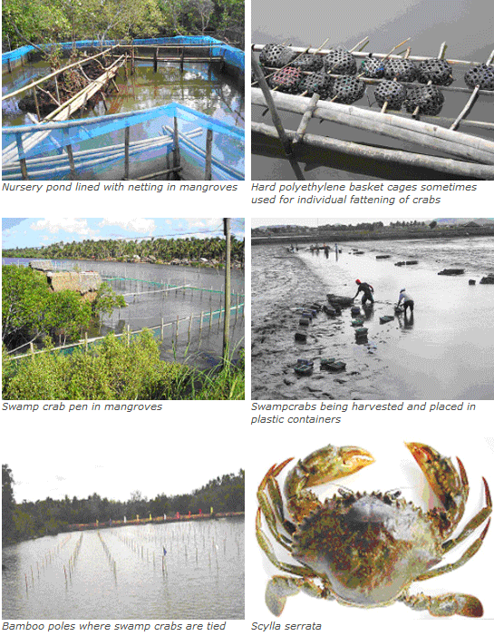 How to Farm Indo-Pacific Swamp Crab