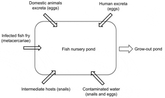 12-8-9Fish2.gif