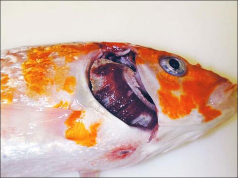 An advanced herpes infection in koi