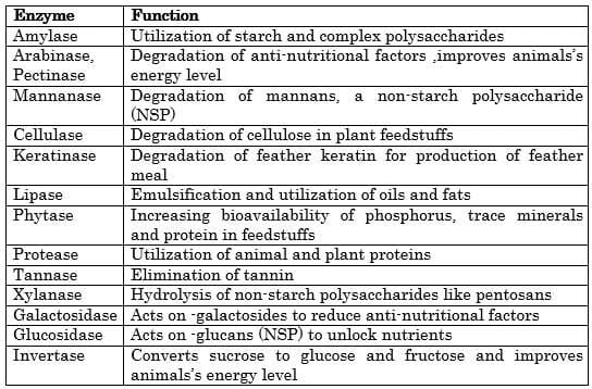 how enzymes work in the digestive system