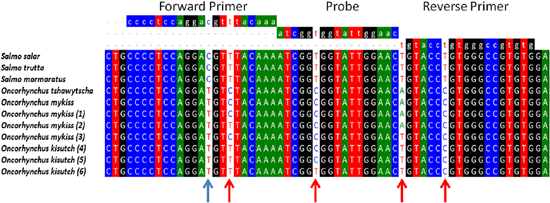 primers in bioedit