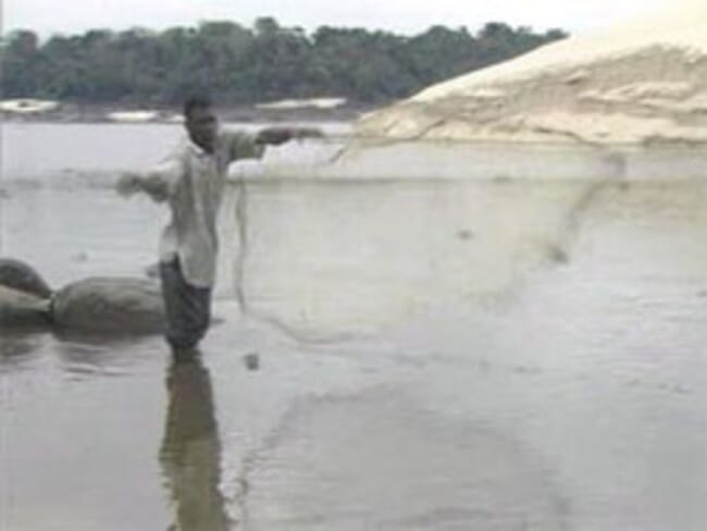 A farmer fishing for African Catfish Fingerlings in the Shallow parts of a River.