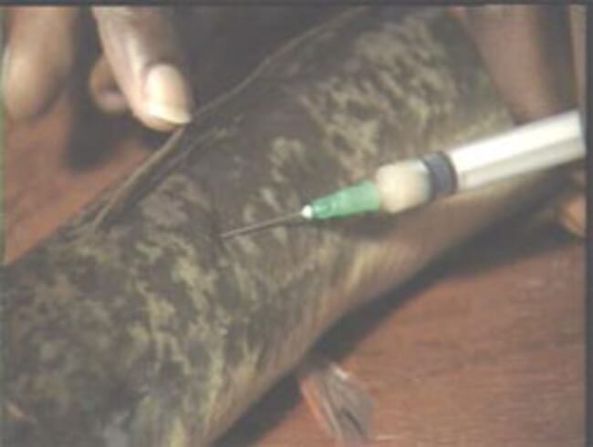 Photograph showing how to inject the African Catfish