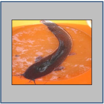 Photograph showing Isolated African Catfish after injecting with synthetic hormone