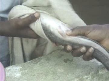 Photograph showing how to carefully wipe water off the body of the Female catfish