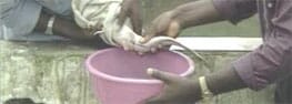 Photograph showing how to gently press the Female African Catfish abdomen to collect the eggs