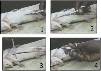 Photograph showing how to cut open the Male African Catfish in order to remove to remove the Milt sac