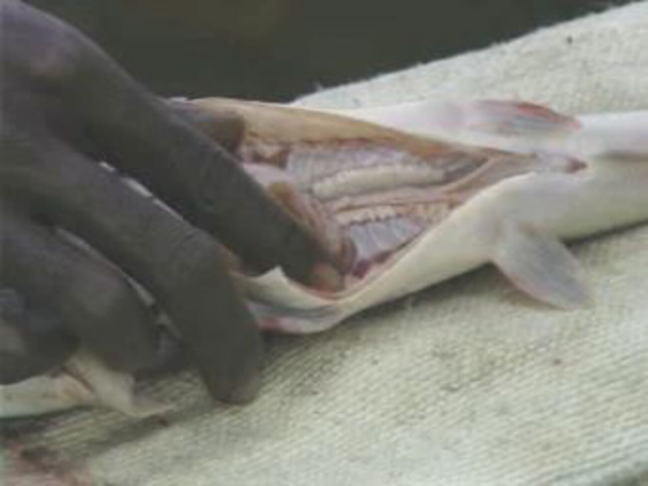 19 steps to efficient African catfish breeding The Fish Site