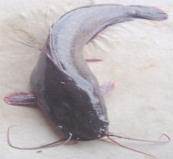The African Catfish