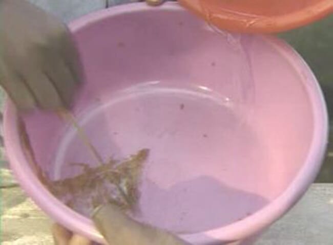 Photograph showing water being added to the mixture of eggs, saline solution and milt from the male African catfish.