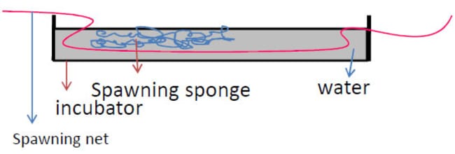 Diagram showing the spawning net, spawning sponge arrangement in an incubator