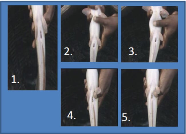 Photograph showing method of pressing eggs out of a gravid female African Catfish