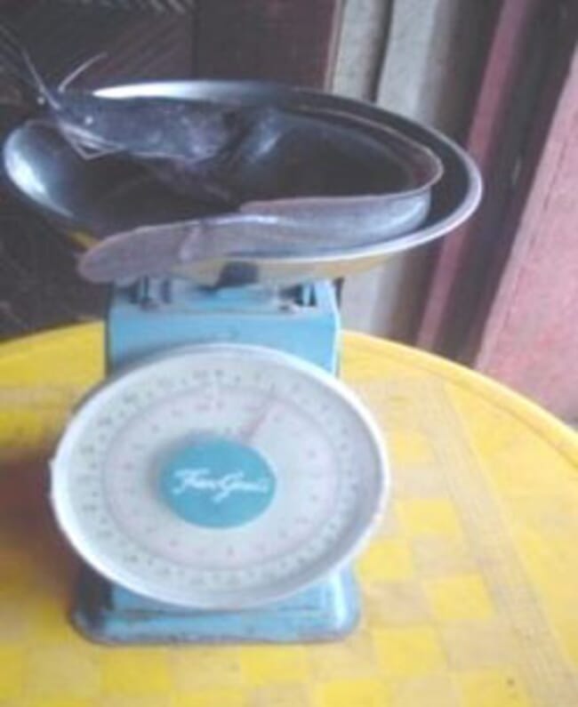 gravid female catfish on a table scale.