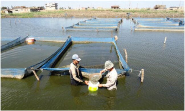 Two fish farm technicians standing in front of a net suspended in a pond
