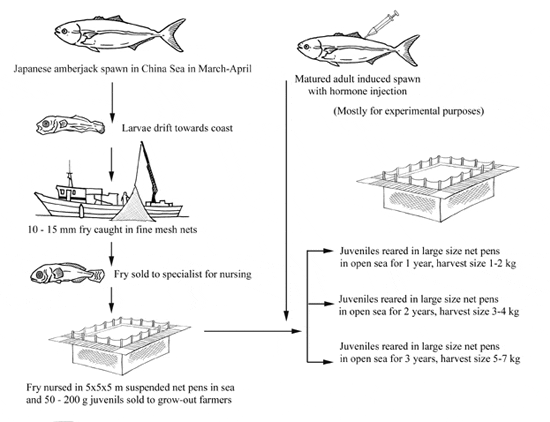 Production Cycle