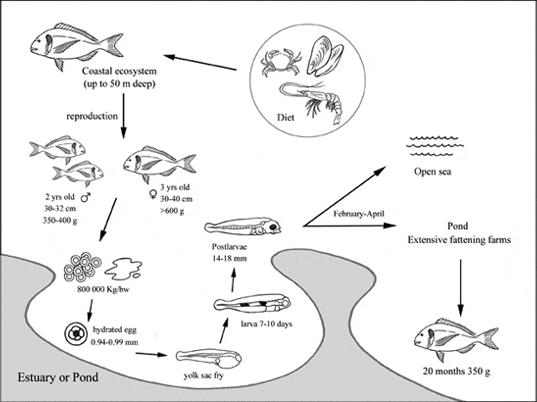 Production Cycle