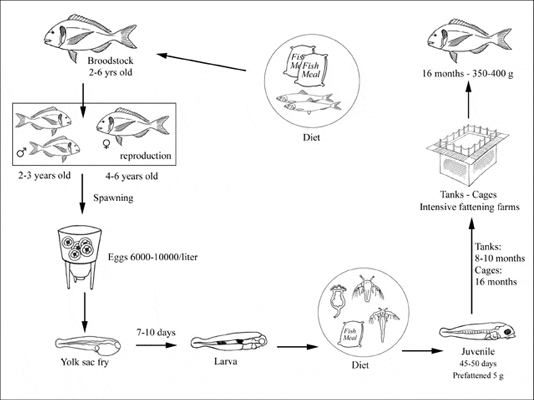 Production Cycle