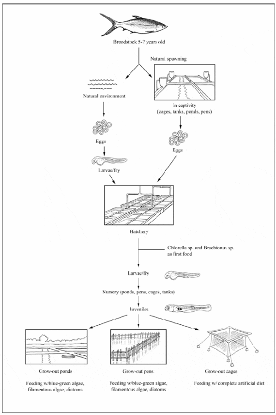 Sketch showing the production cycle of milkfish