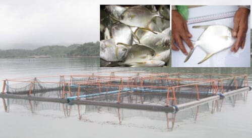 Silver Pompano: Philippines Local Salmon