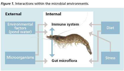 Probiotics An Essential Tool In Intensive Shrimp Aquaculture The Fish Site