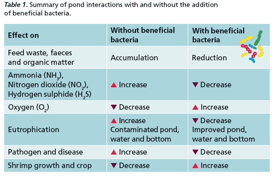 Probiotics An Essential Tool In Intensive Shrimp Aquaculture The Fish Site