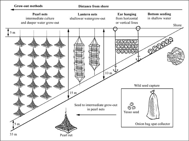 lantern net