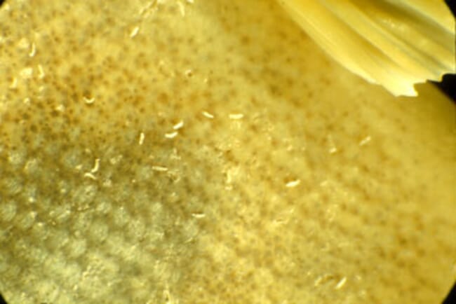 Gyrodactylus salaris on the skin of an Atlantic salmon parr