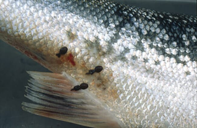 Sea lice on the skin of Atlantic salmon