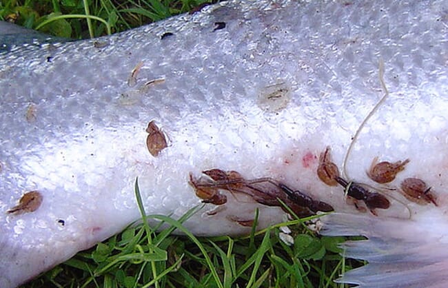 sea lice attached to fish skin