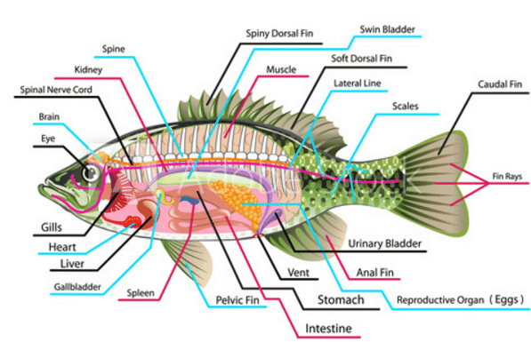 Labeled Diagram Of Fish