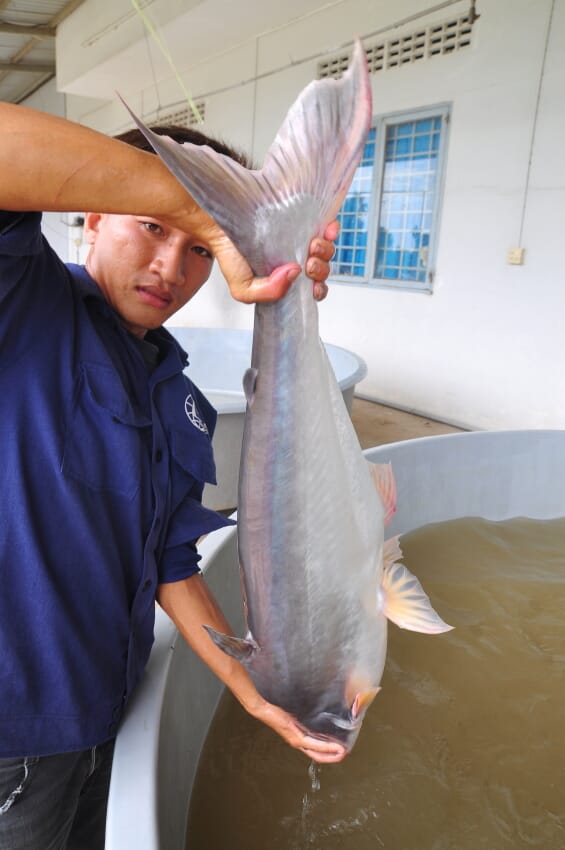 Man holding a pangasius above a white water tank